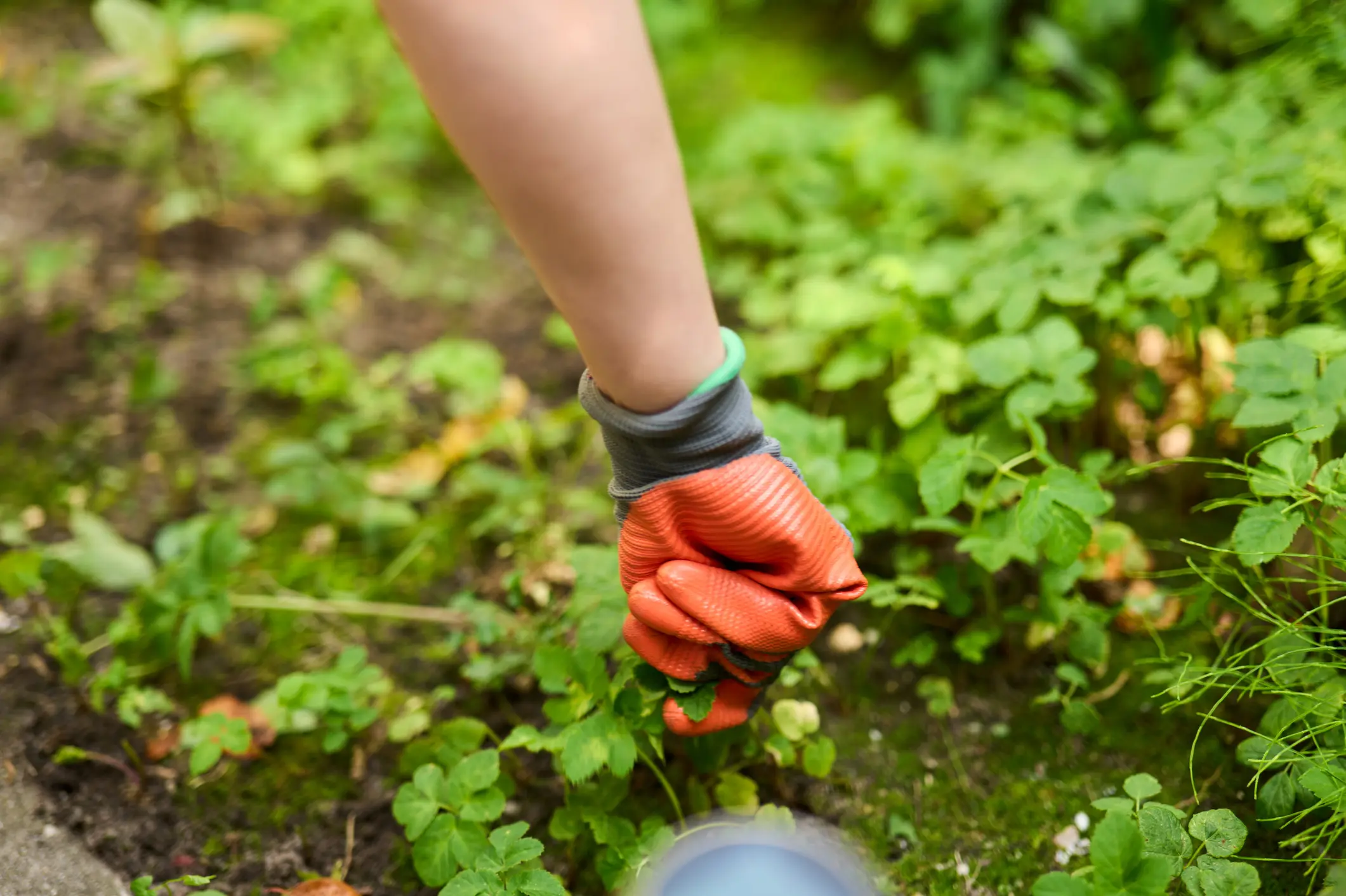 Weed Abatement in Prescott Valley AZ