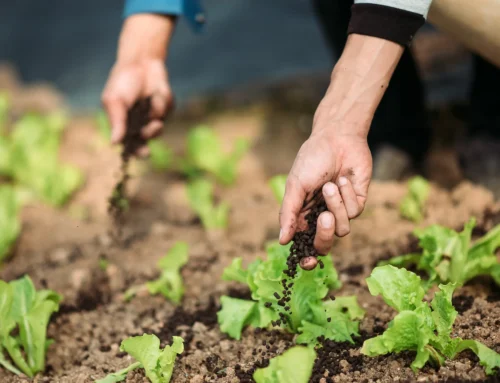 Seasonal Fertilizing
